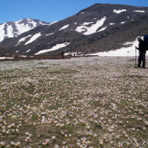 Plakoseli (1,800m) Lefka Oroi -Krokos flower blossoming in White Mountains in April