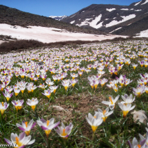 Plakoseli (1,800m) Lefka Oroi -Krokoi flowers blossoming in White Mountains in April