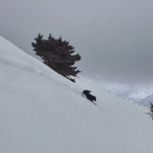 Snow...dog (Tavri -Askyfou)