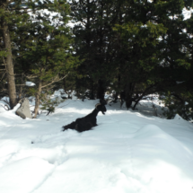 Snow....Goat in Tavri (Askyfou)