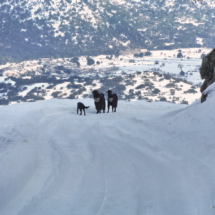 On the way to Niato (Tavri) - Askyfou Plateau at the background (Jan 2017)